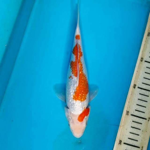 Ginrin kohaku 22cm F