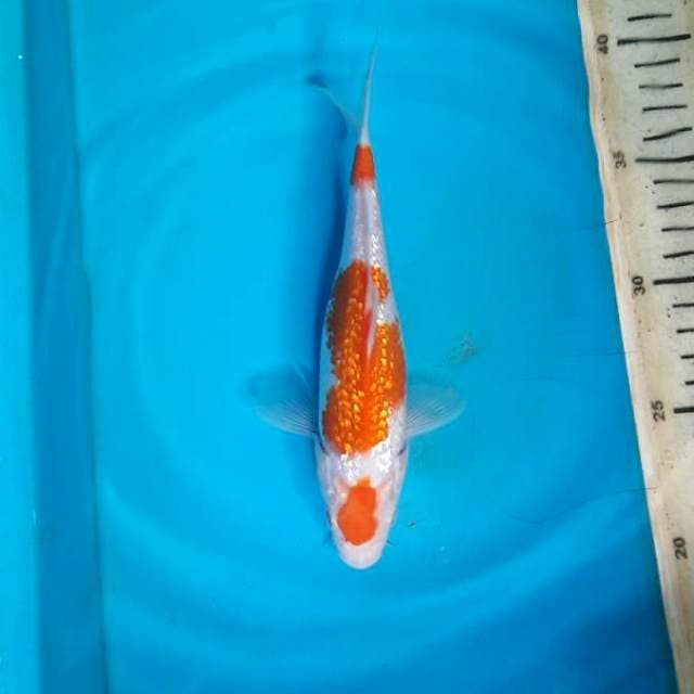 Ginrin kohaku 20cm F