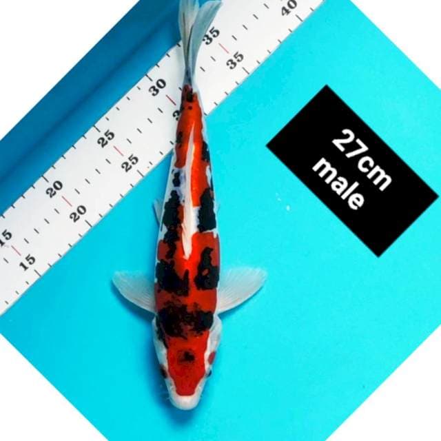 Sanke doitsu strong 27cm male
