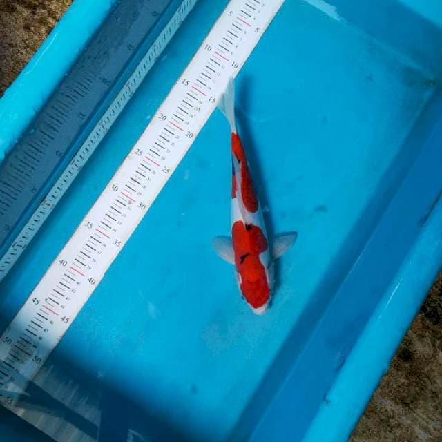 Sanke 25 cm