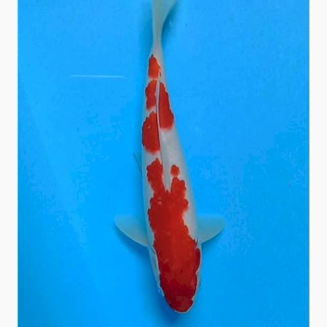 Kohaku