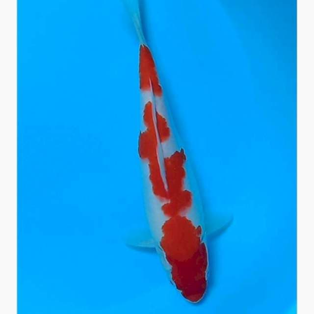 Kohaku