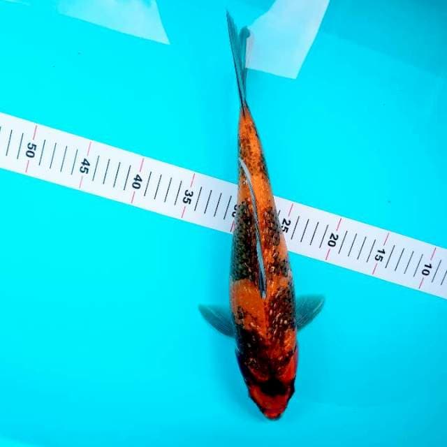 hiii showangar 38cm