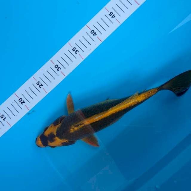black kabuto 30cm