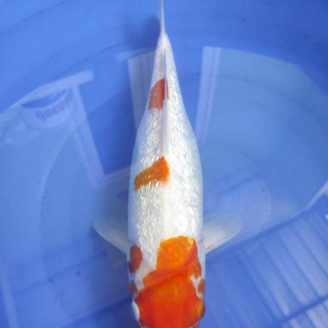 Kohaku torpedo 30cm
