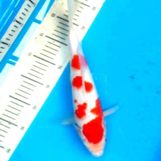 Kohaku 35cm oke..