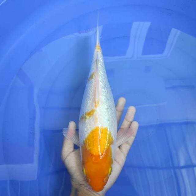 Hariwake Ginrin 31cm