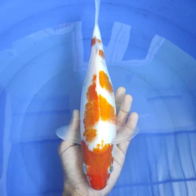 Kohaku 28cm