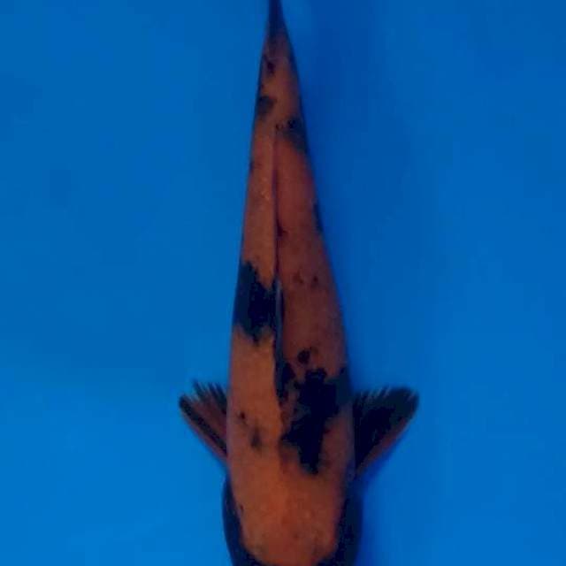 HI UTSURI 16 CM