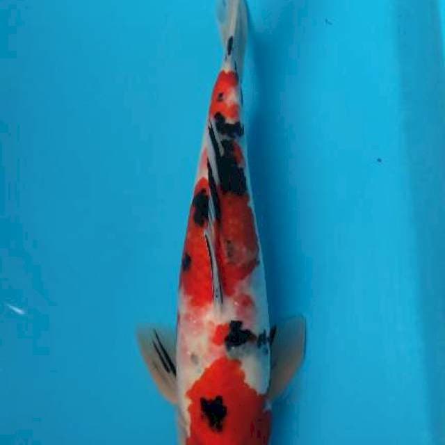 SANKE STRONG 36Cm