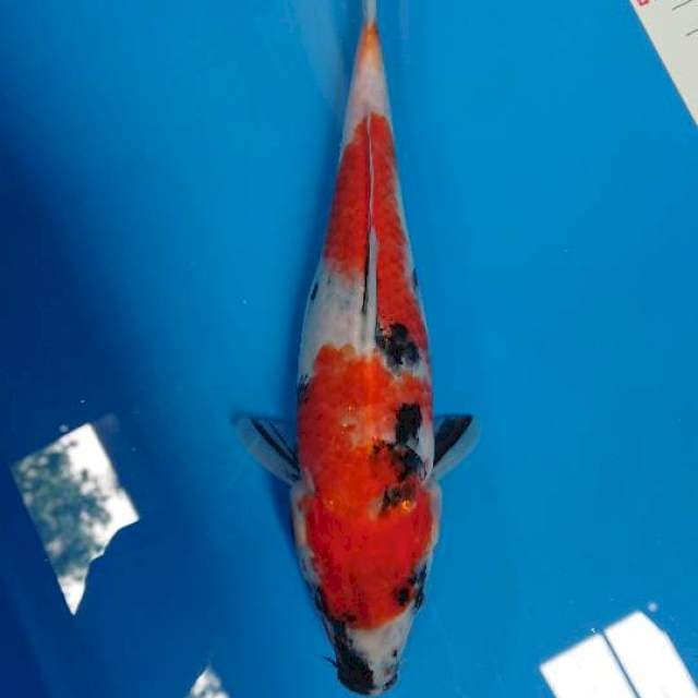 Showa 25cm