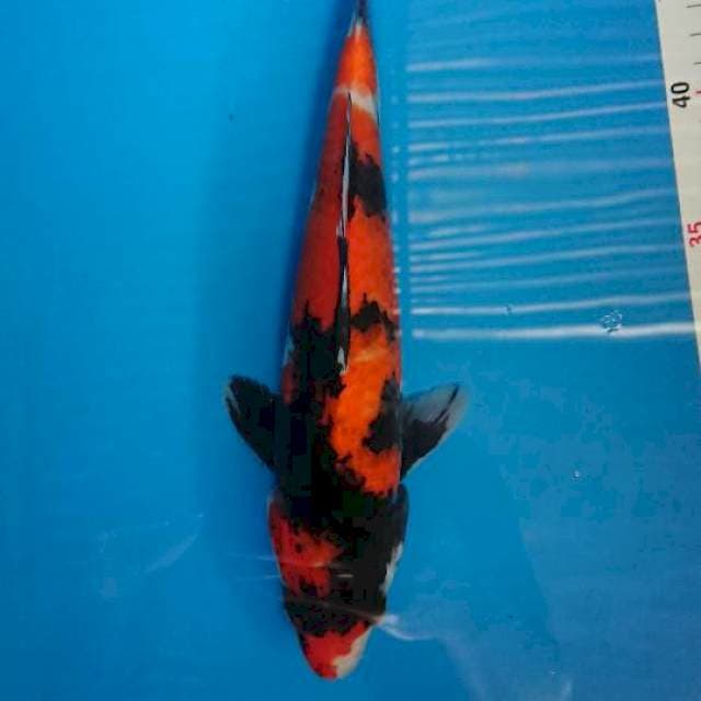 Showa 27cm