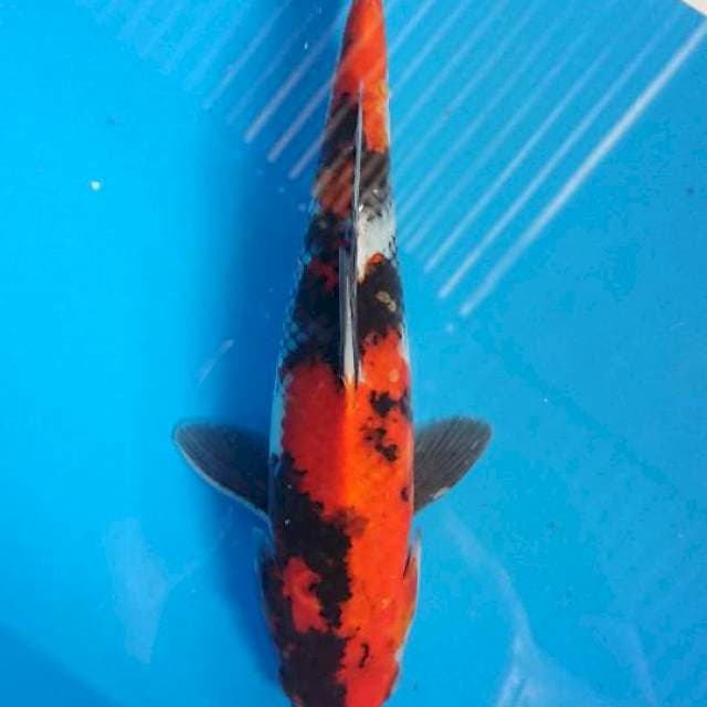 Showa 26cm