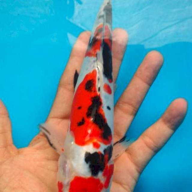 sanke doitsu 20 cm