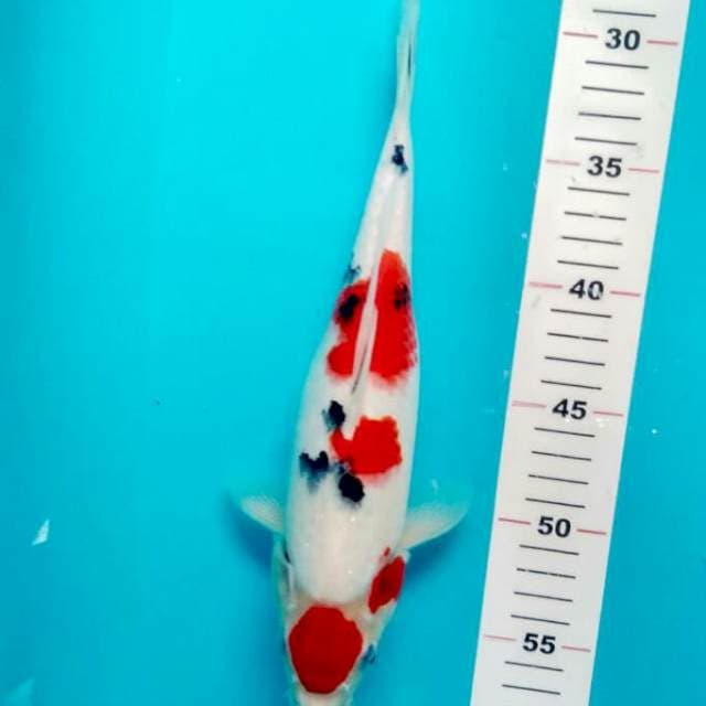 MARUTEN SANKE 30 CM