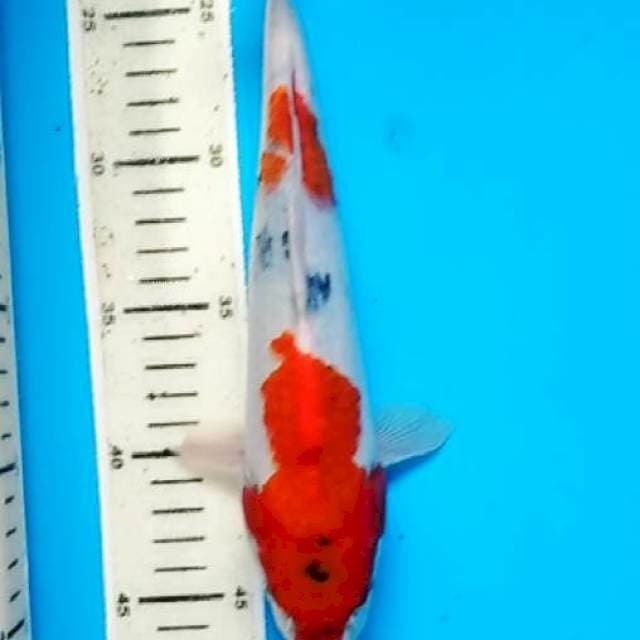 showa 27 cm