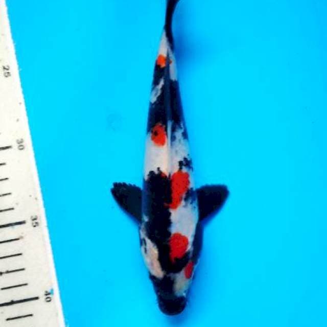 cinday sowa 23 cm