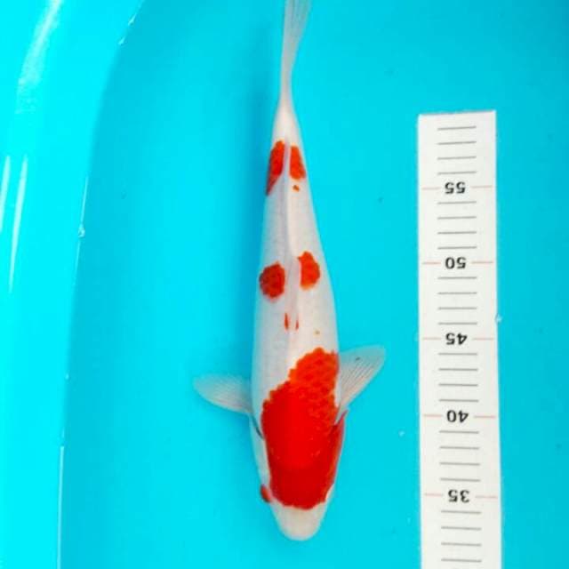 KOHAKU 3 STEP STRONG 34 CM
