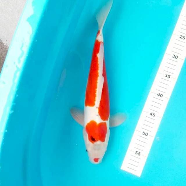 SANKE DOIT 38 CM