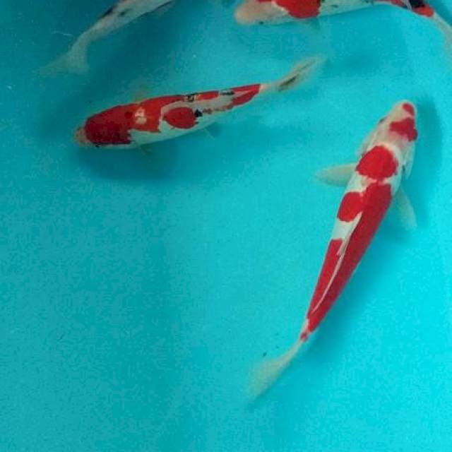 Kohako,sanke doit