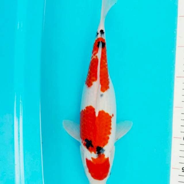 MARUTEN SANKE 35 CM