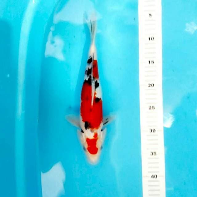 SANKE 30 CM