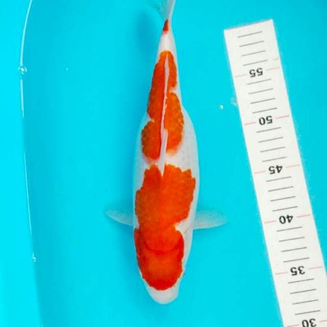 KOHAKU JO0SSS 30 CM