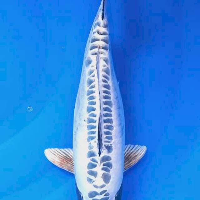 Kikokuryu bulki HQ 37cm