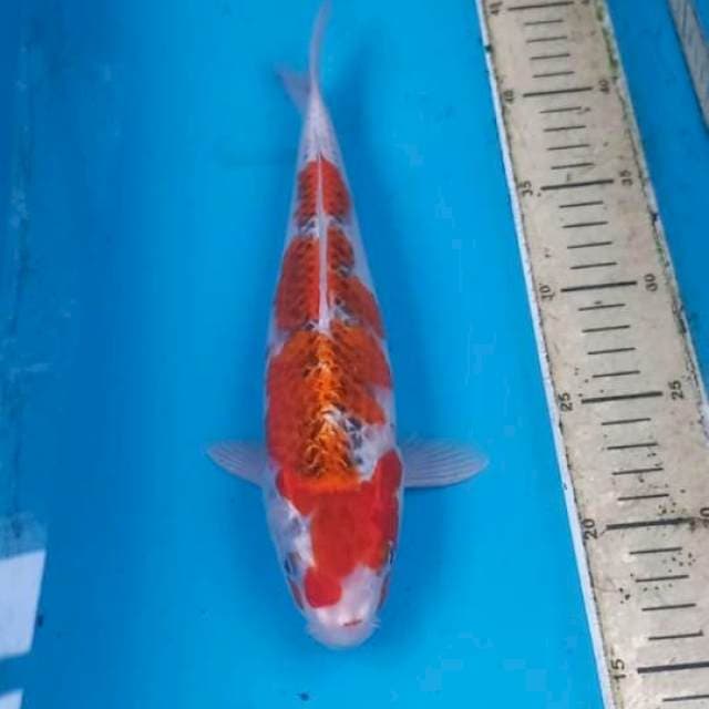 Goshiki 28cm