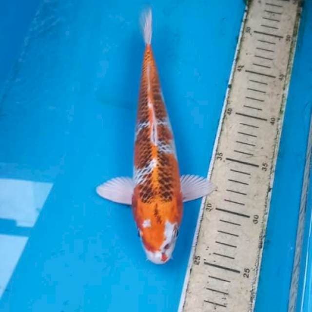 Kujaku 25cm