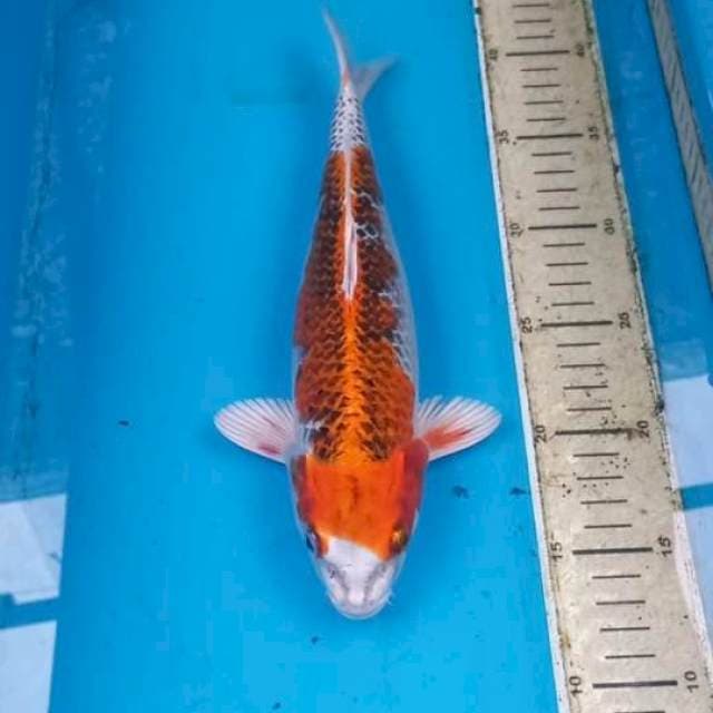 Kujaku 29cm