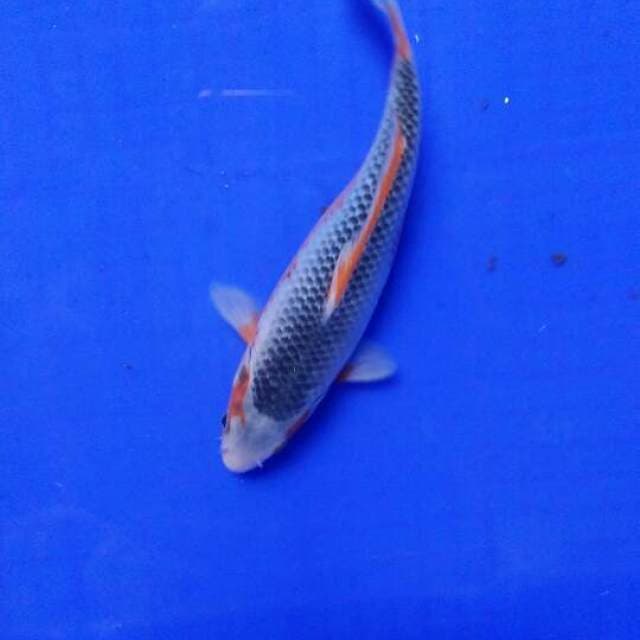 asagi biru 24cm