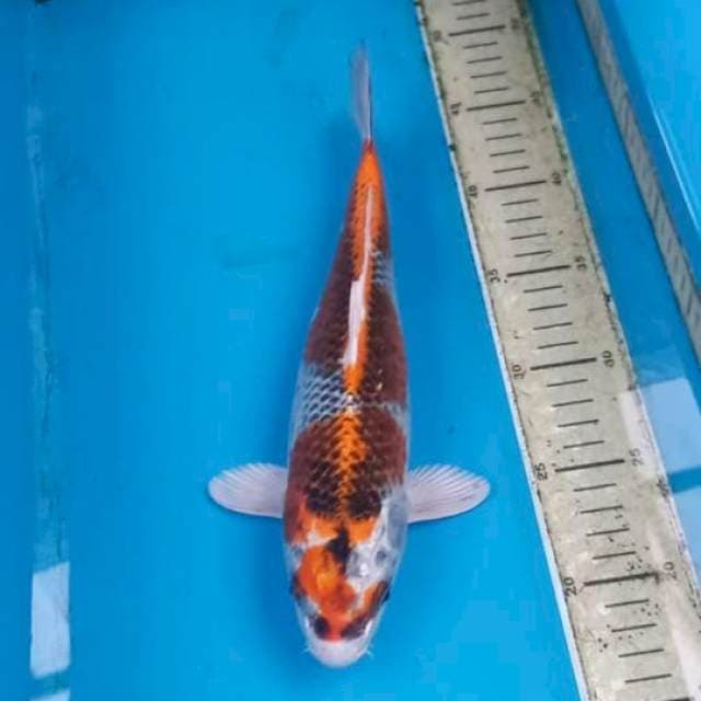 Kujaku 29cm