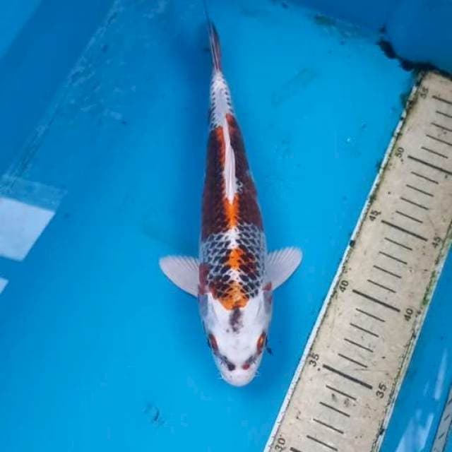 Kujaku 25cm