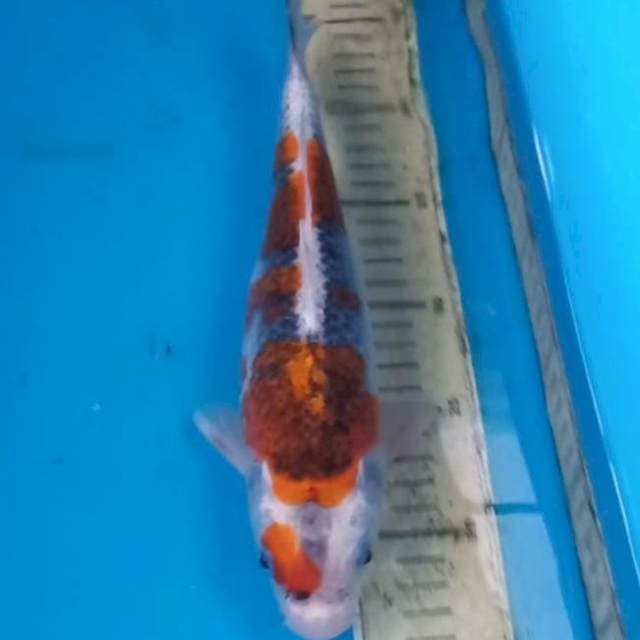 Goshiki 28cm