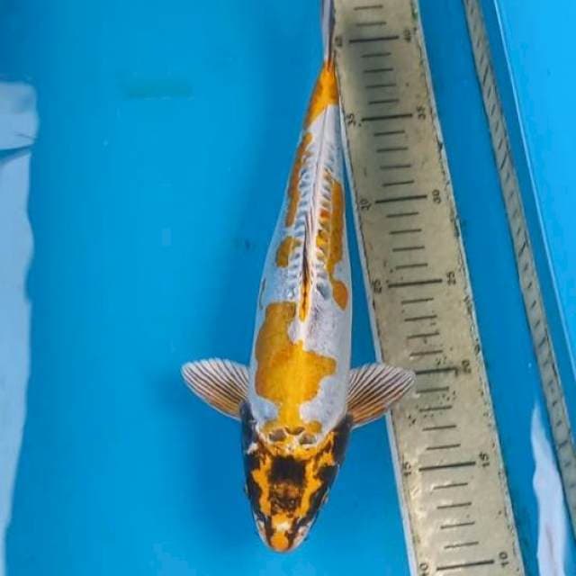 Kikokuryu 32cm