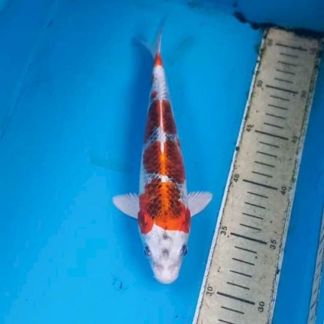 Kujaku 26cm