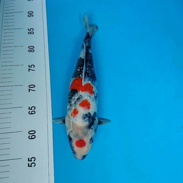 Kindai Showa 32 cm