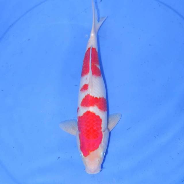 KANZEN KOHAKU 30cm