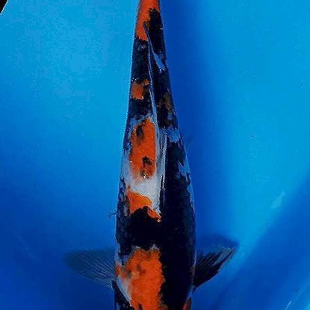 Showa garang male 32cm