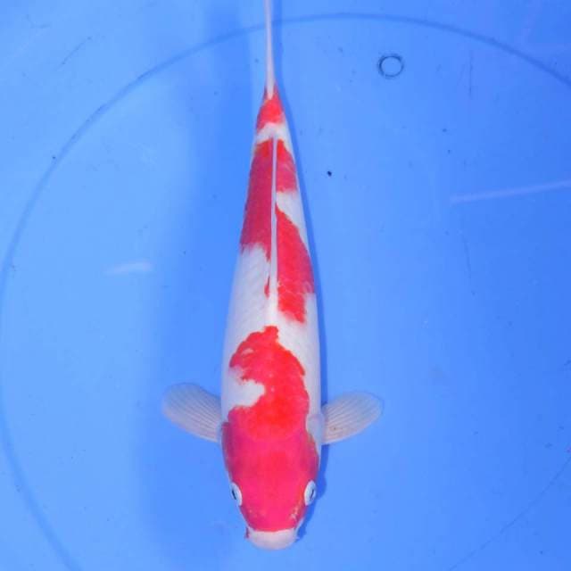 MITTESHIWA KOHAKU 31cm