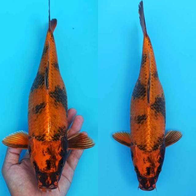Orenji kage utsuri 33cm