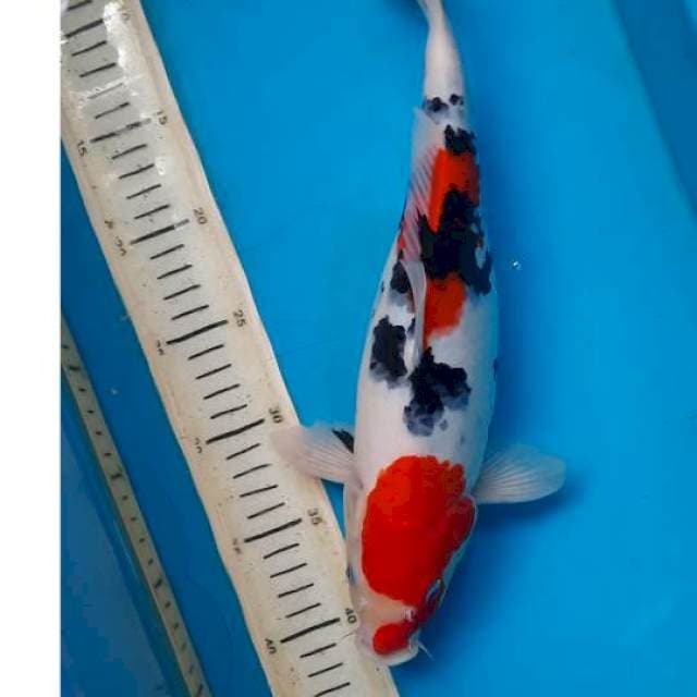 Sanke 36cm