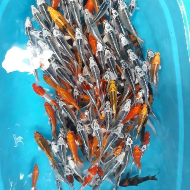 Paket 200 ekor kojaku