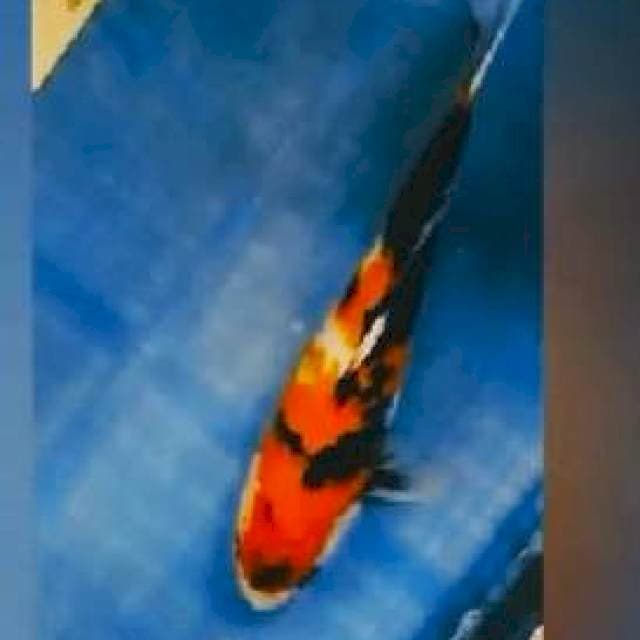 ~{MAWAR}~SHOWA MINUS 31CM