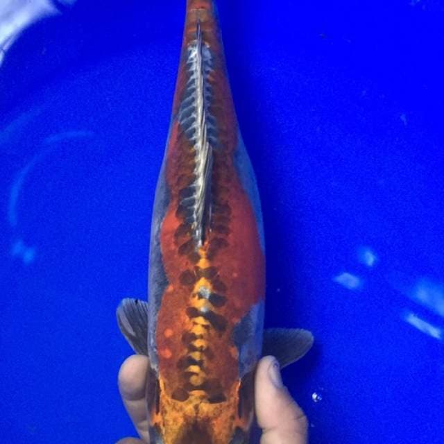 Beni Kiko 34 cm