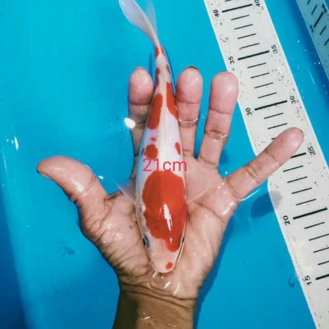 kohaku doit merah setorong