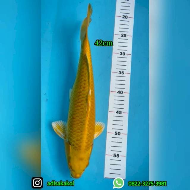 Ogon 42 cm