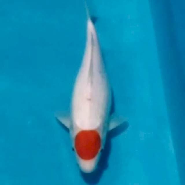 ~{stnk}~tc kohaku 32cm