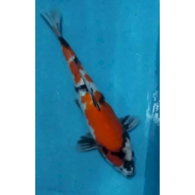 ~{stnk}~showa JOS 38cm